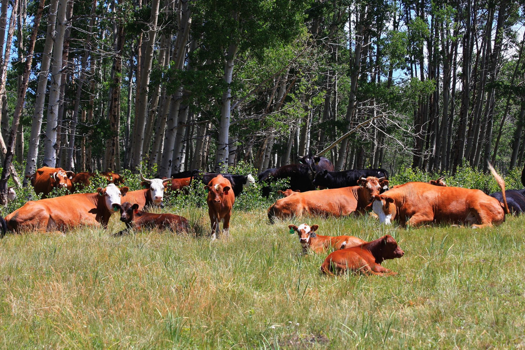 Beef Pasture