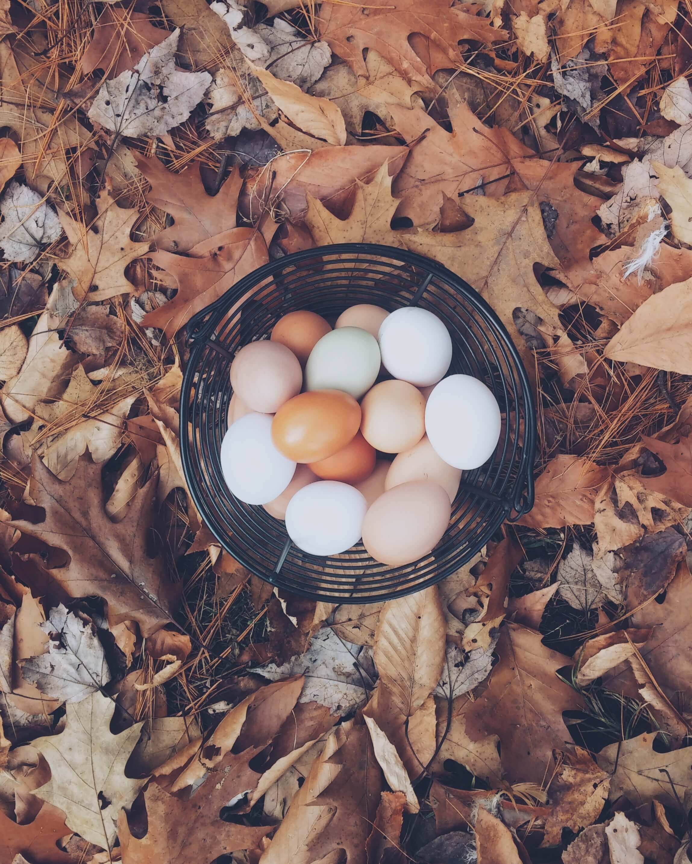 Chicken Eggs - Free Range, Nutrient dense eggs