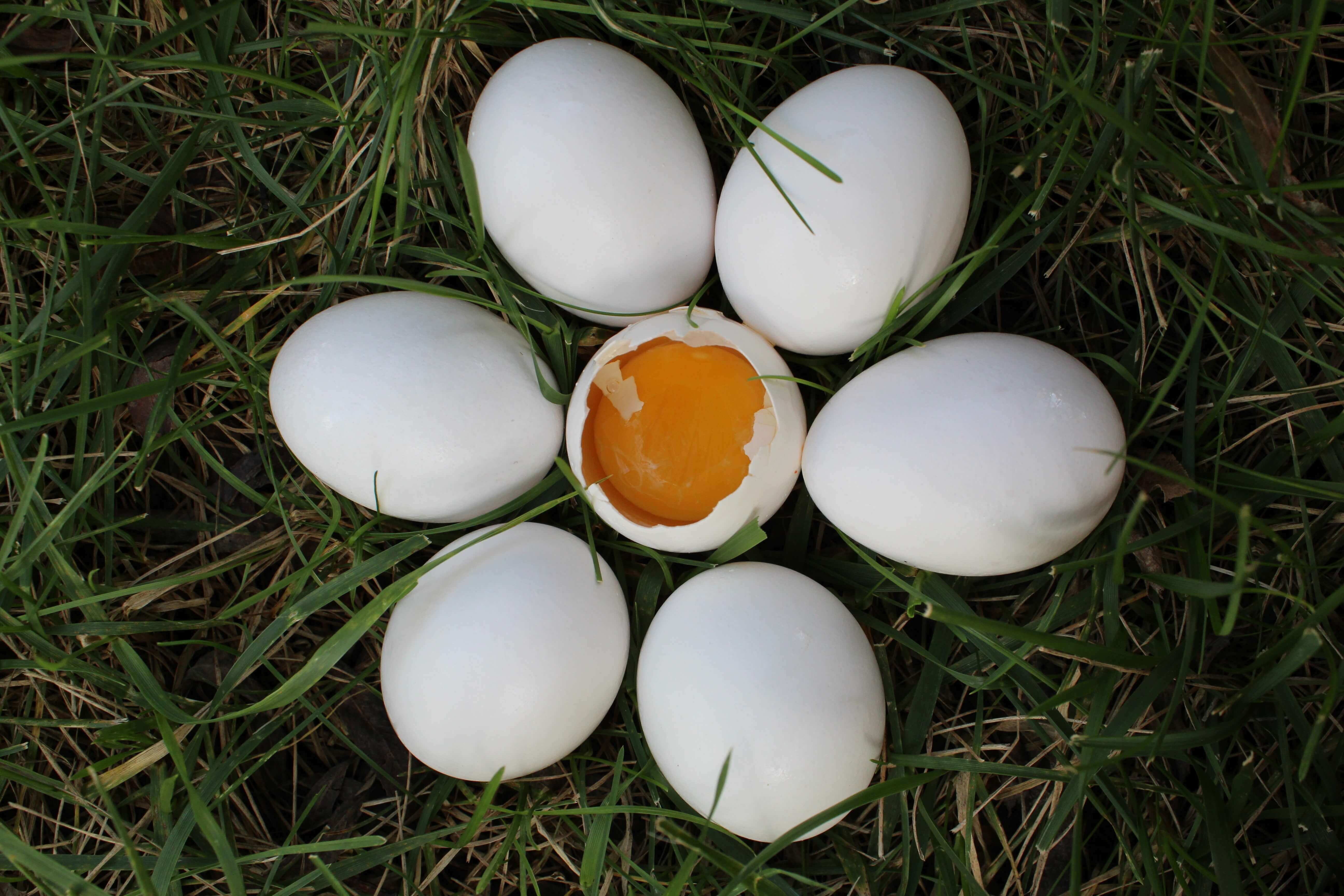 Duck Eggs - Free range egg production